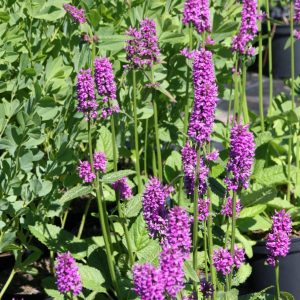 Betonica hirsuta 'Hummelo' (Stachys monnieri)