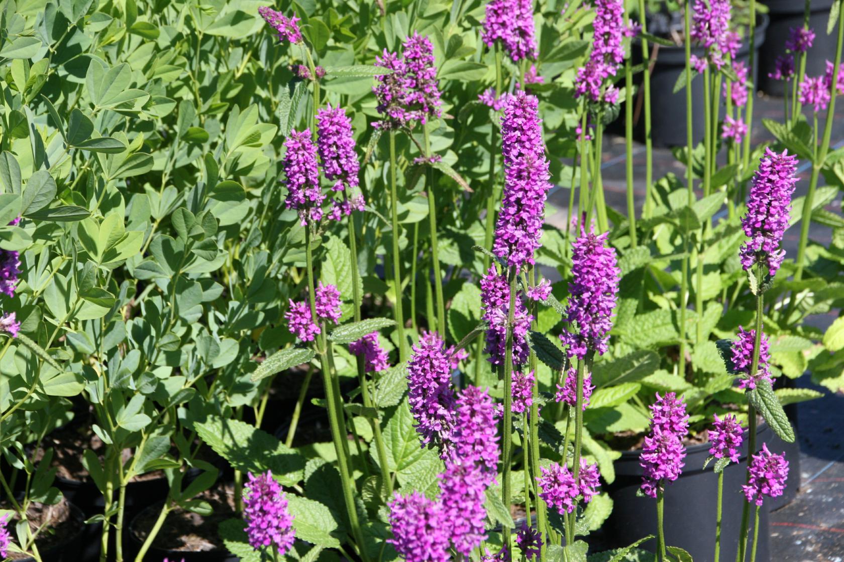 Betonica hirsuta 'Hummelo' (Stachys monnieri)