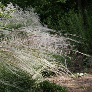 Stipa pulcherrima