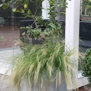 Stipa tenuissima ('Ponytails')