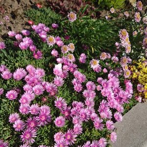 Delosperma x cult. 'Sundella Lavender' (S)