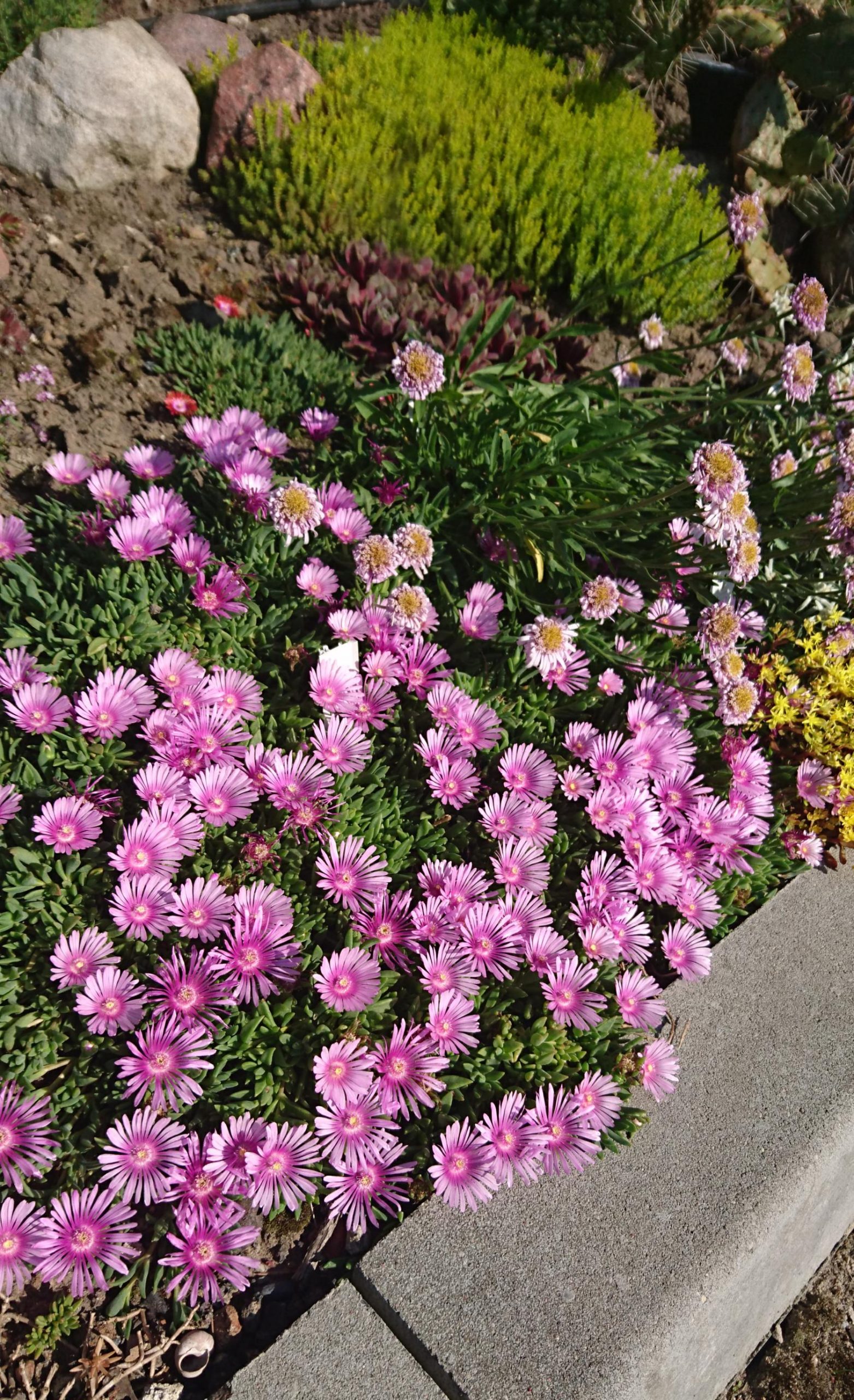Delosperma x cult. 'Sundella Lavender' (S)