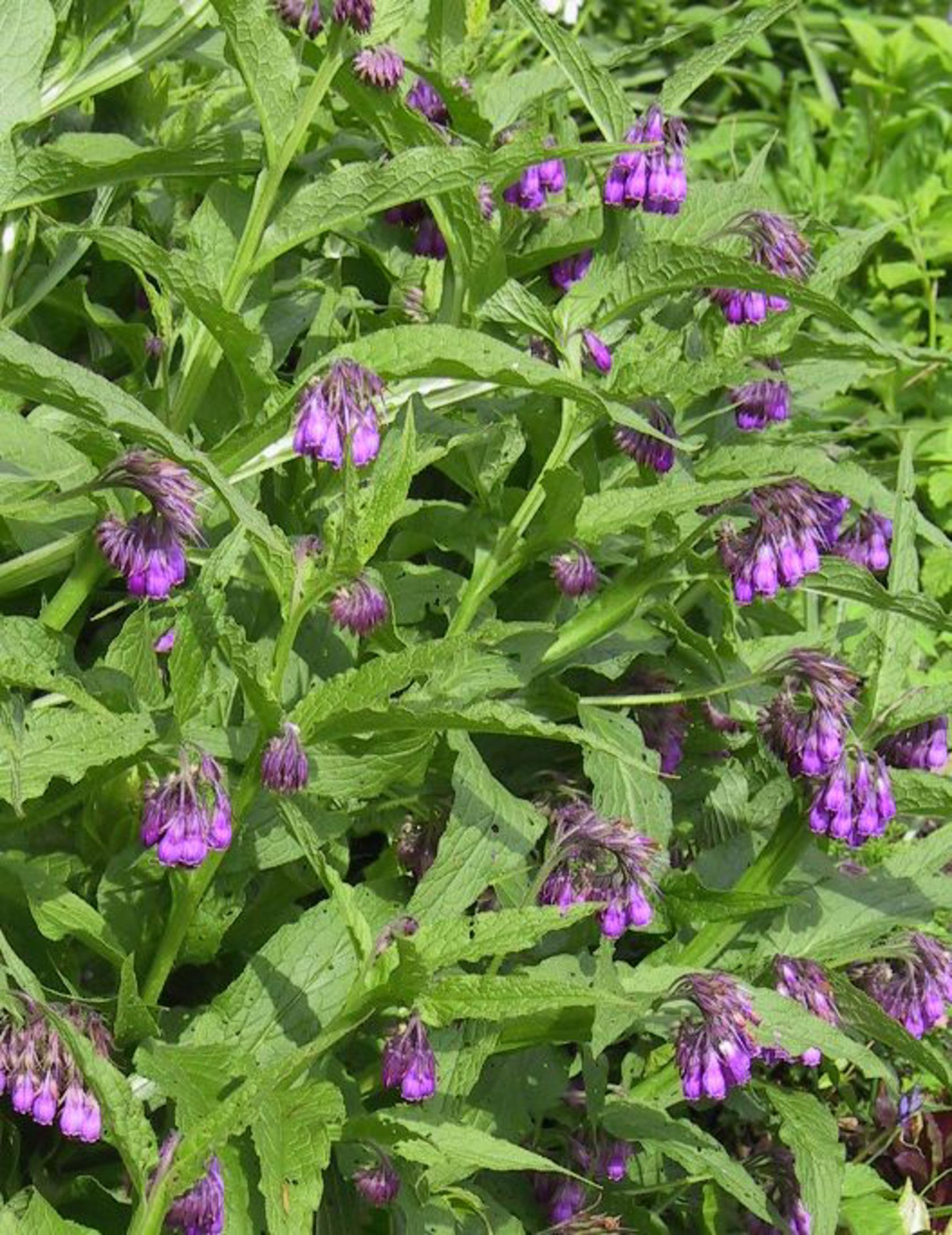 Symphytum officinale