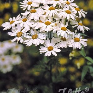 Tanacetum corymbosum