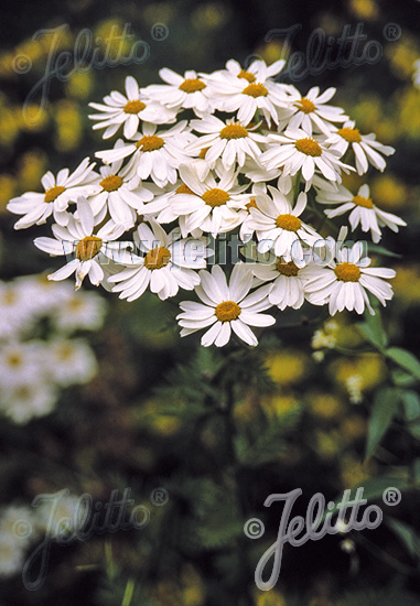 Tanacetum corymbosum