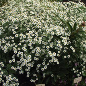 Tanacetum niveum 'Jackpot'