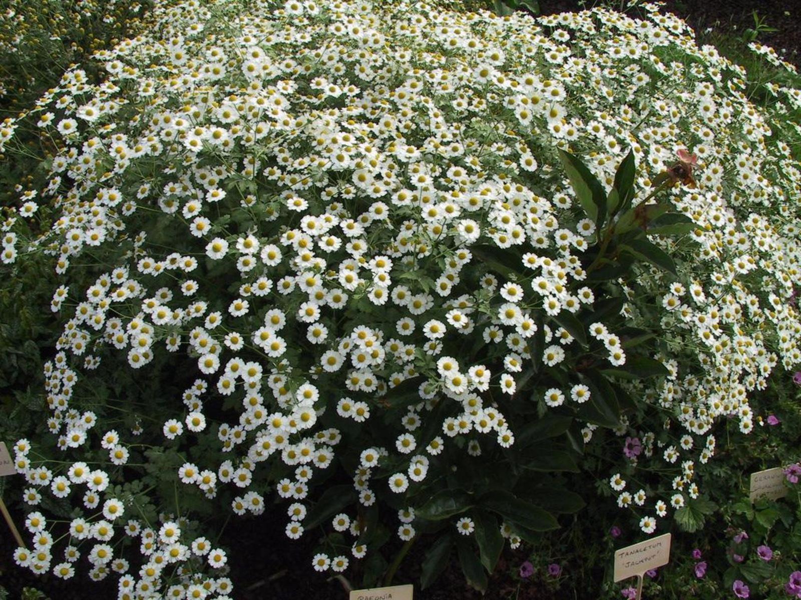 Tanacetum niveum 'Jackpot'