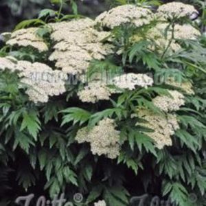 Tanacetum macrophyllum