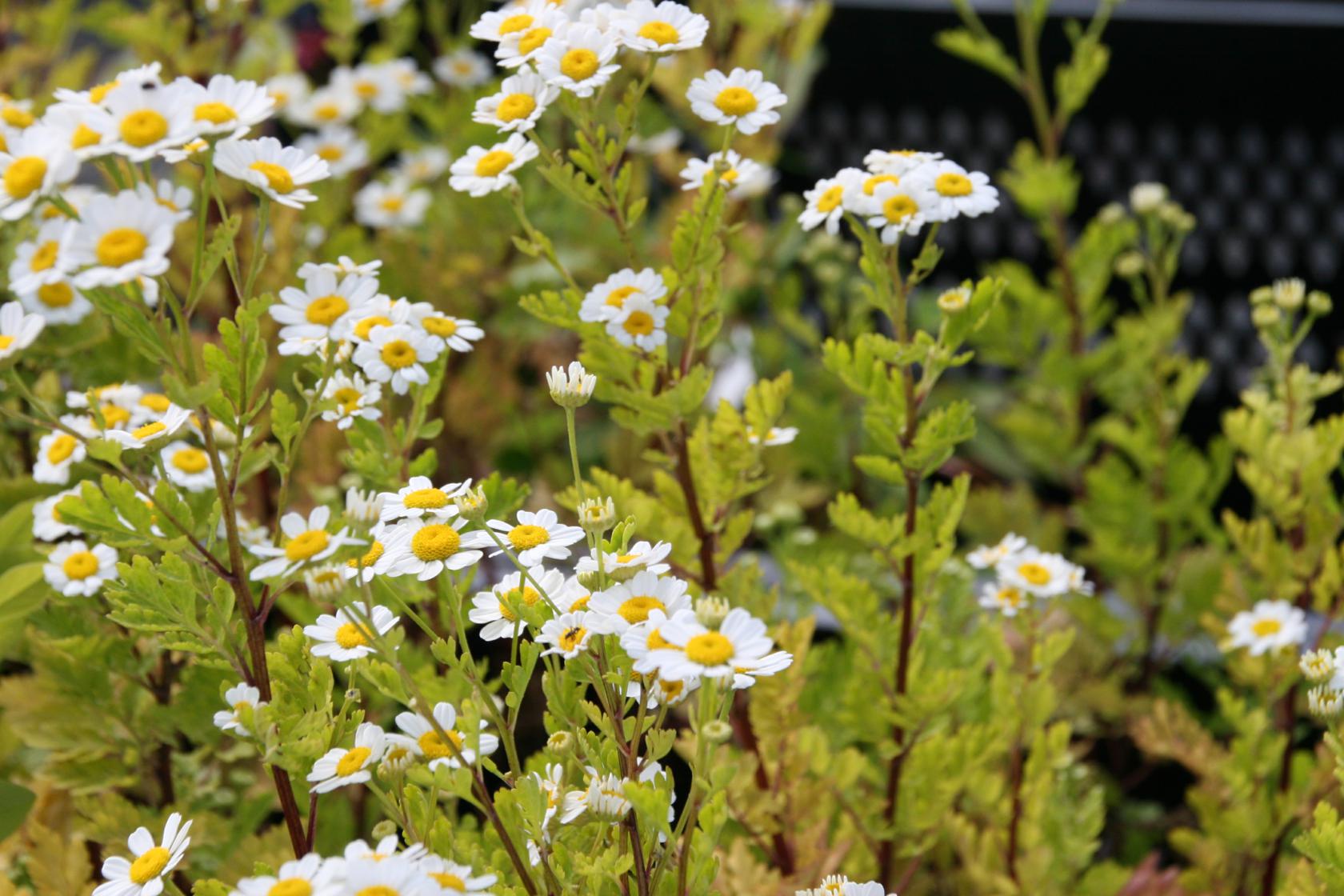 Tanacetum parthenium