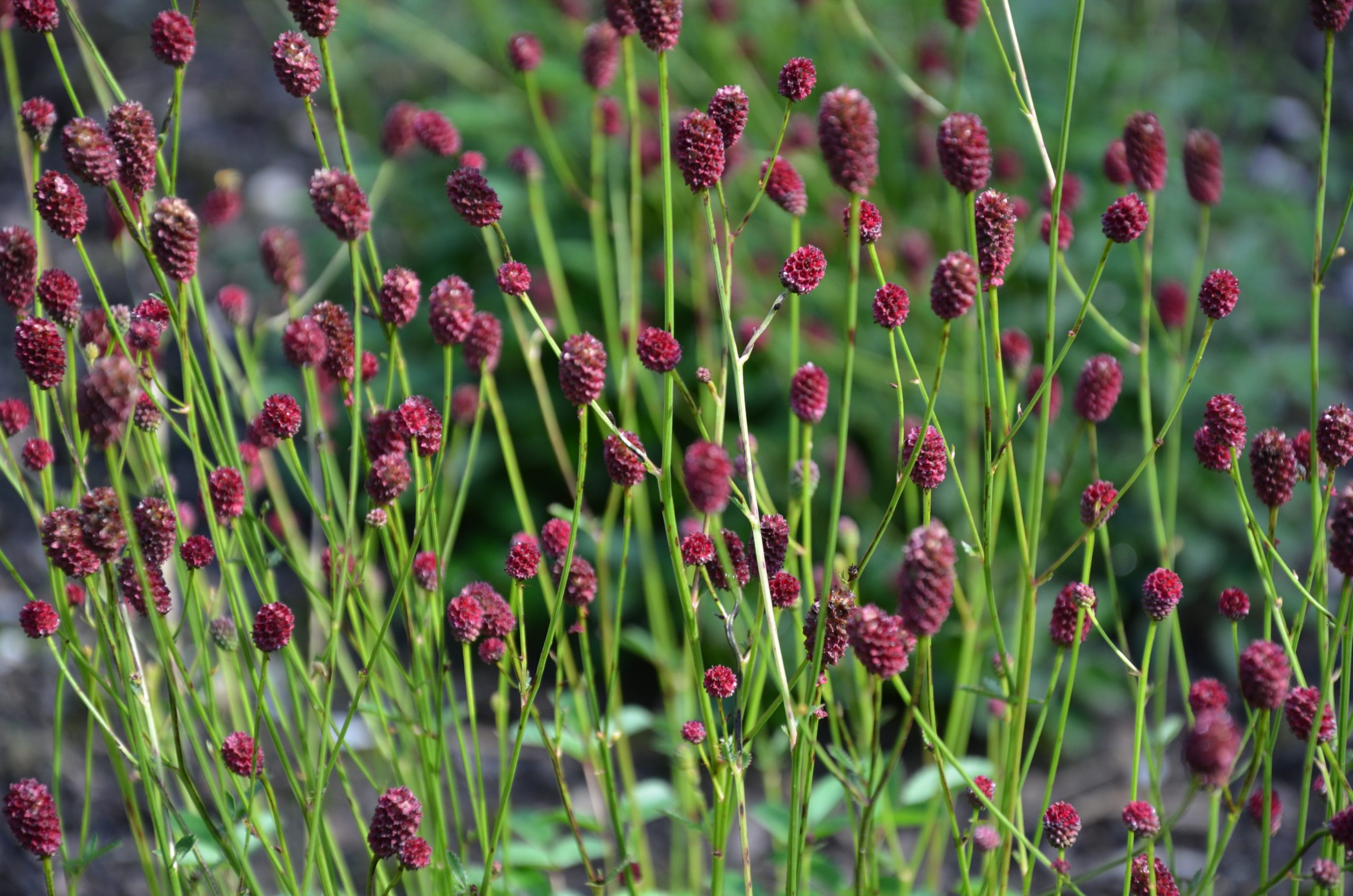 Sanguisorba officinalis 'Tanna'