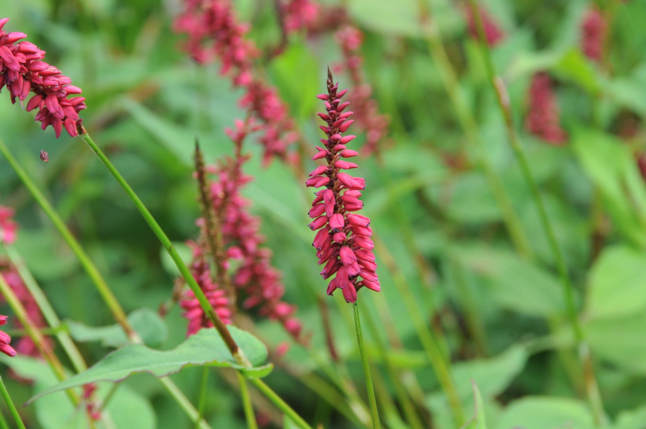 Persicaria amplexicaulis 'Taurus' (Bistorta)