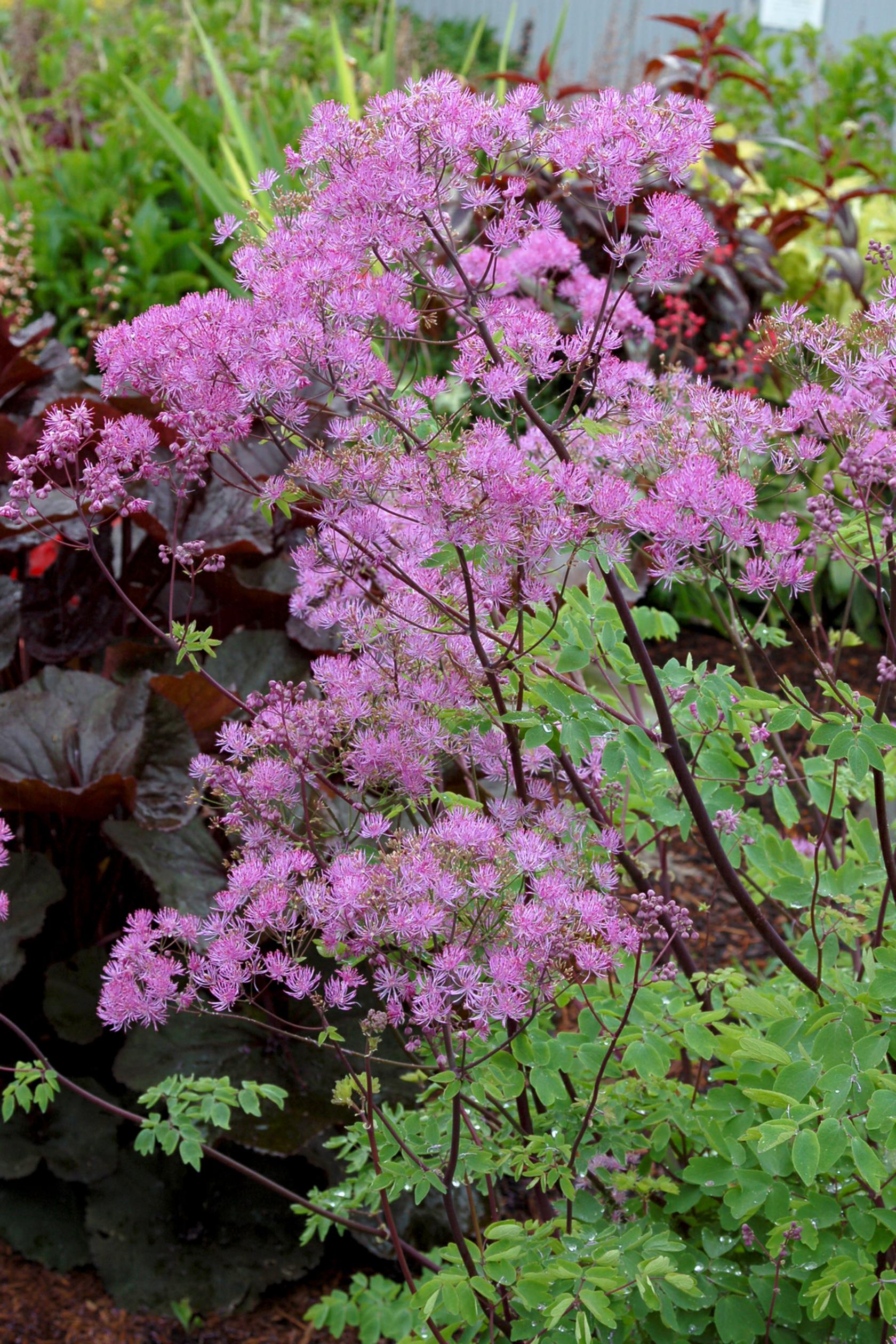 Thalictrum aquilegifolium 'Black Stockings'
