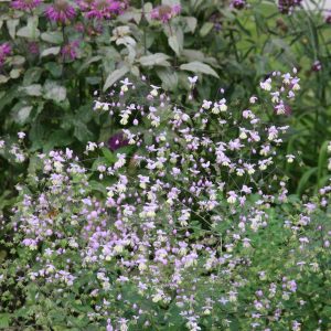 Thalictrum delavayi