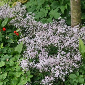 Thalictrum kiusianum