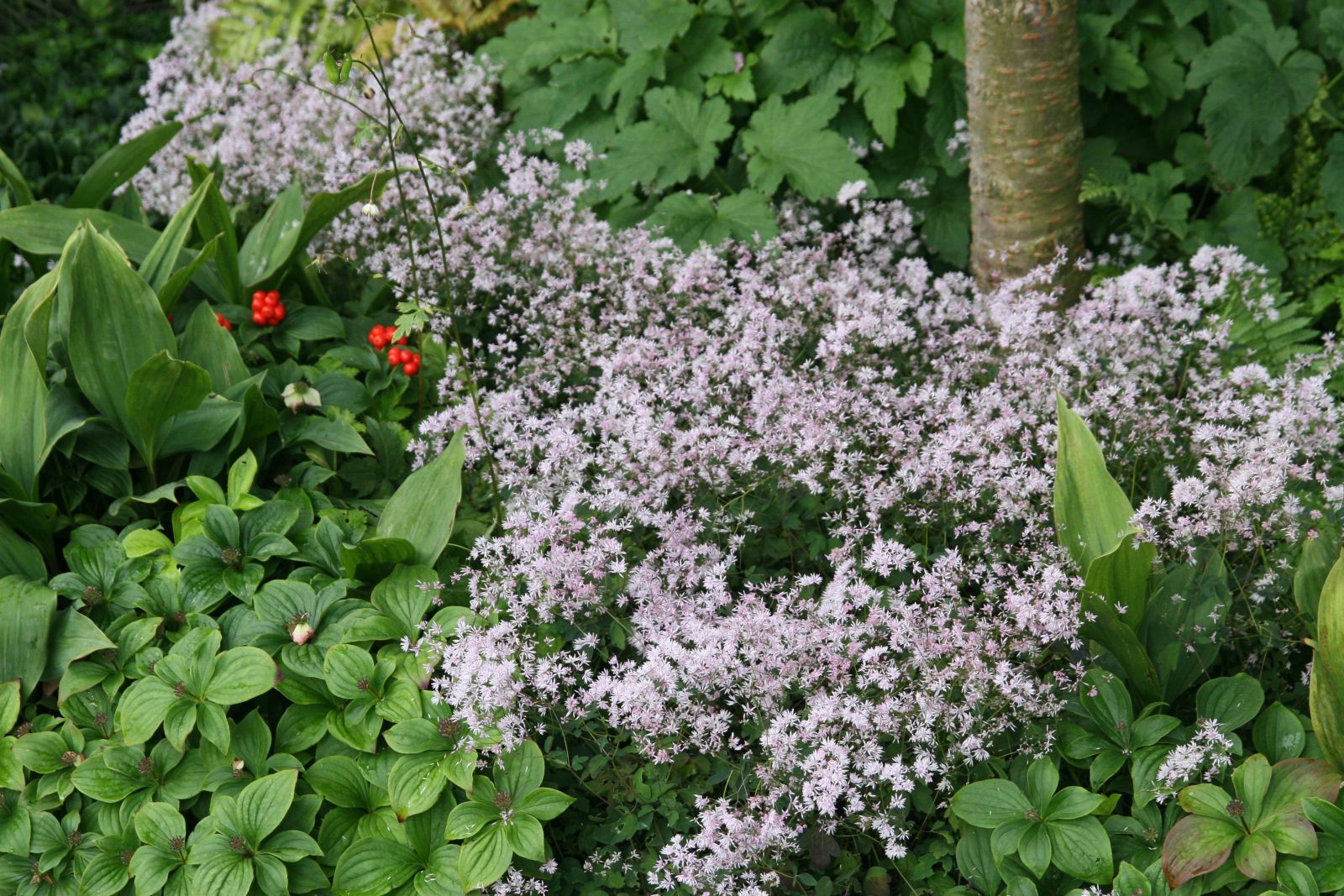 Thalictrum kiusianum