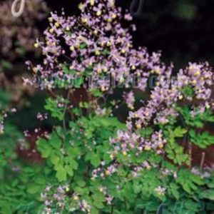 Thalictrum rochebrunianum