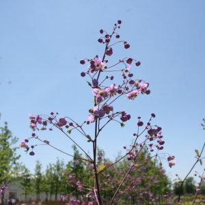 Thalictrum delavayi 'Splendide' (S)