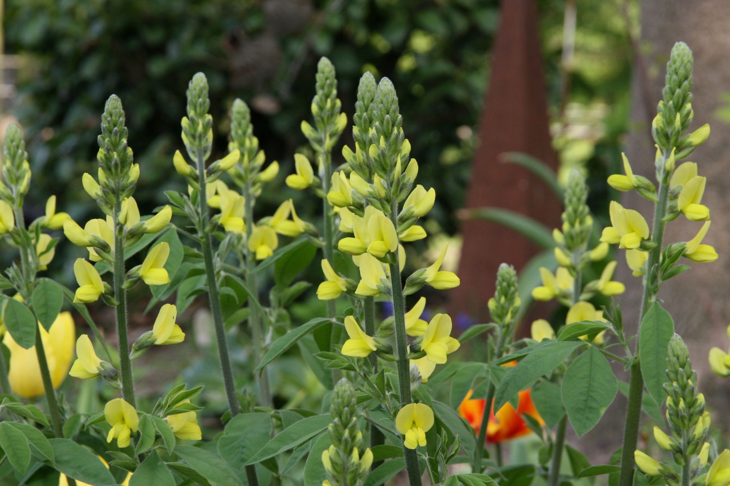 Thermopsis chinensis