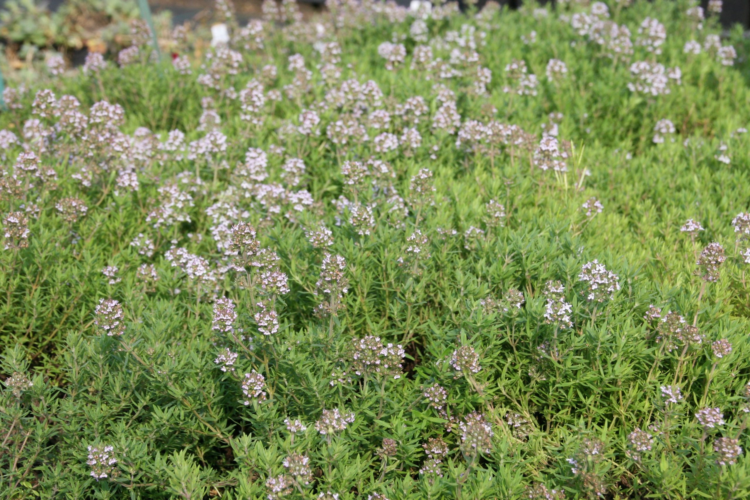 Thymus speciosum 'Akazie