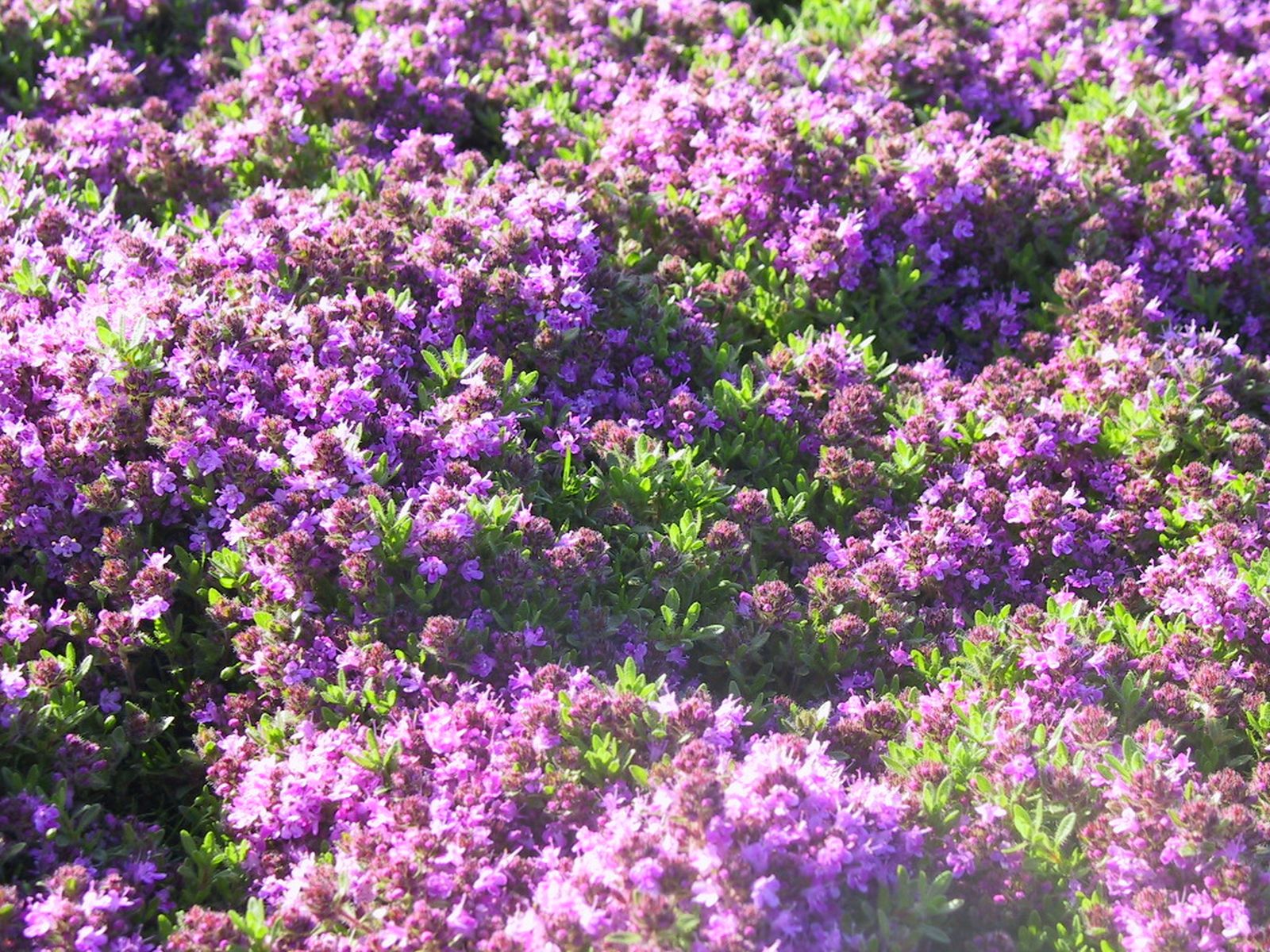 Thymus praecox 'Bressingham Seedling'