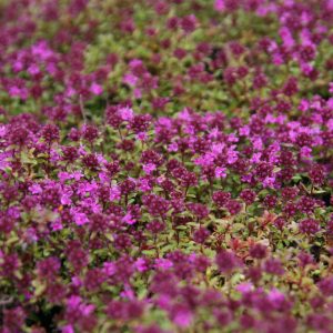 Thymus praecox 'Creeping Red'