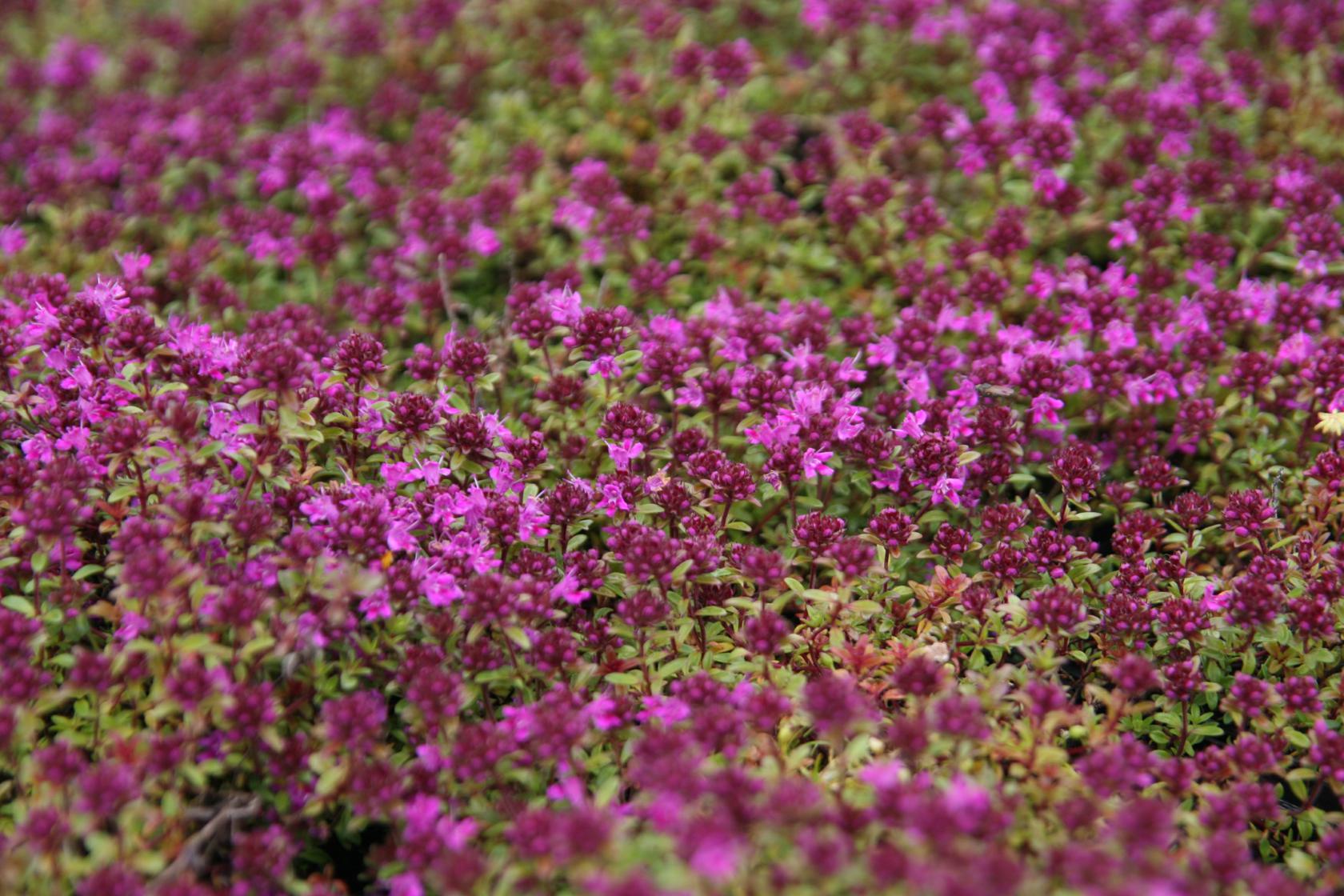 Thymus praecox 'Creeping Red'