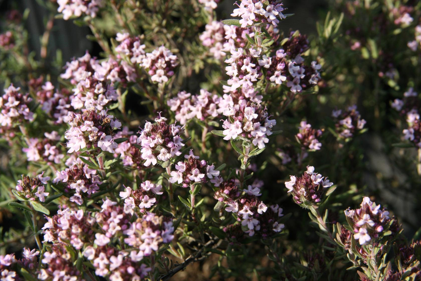 Thymus x cherleroides 'Duftkissen' (S) ®