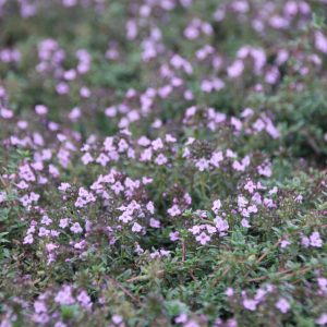 Thymus herba-barona