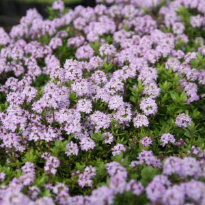 Thymus longicaulis ssp. odoratus