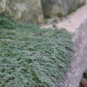 Thymus praecox var.pseudolanuginosus