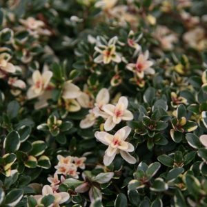 Thymus pulegioides 'Foxley'