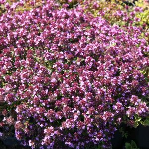 Thymus praecox 'Coccineus'