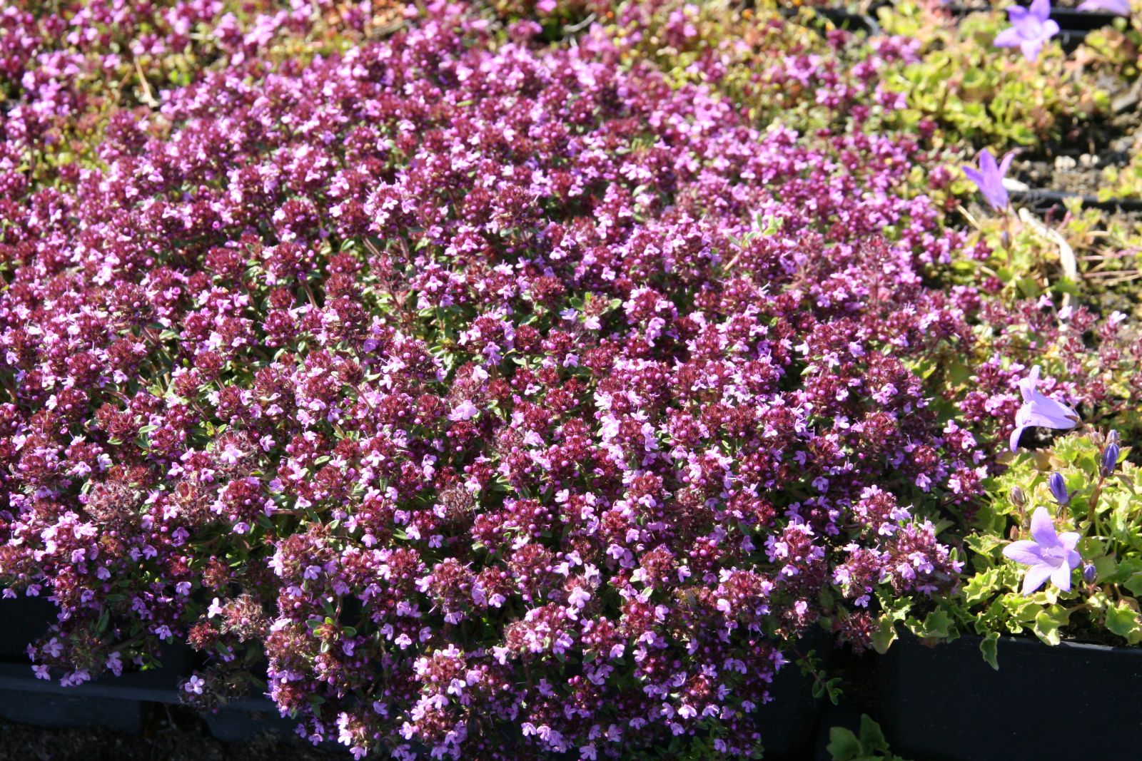 Thymus praecox 'Coccineus'