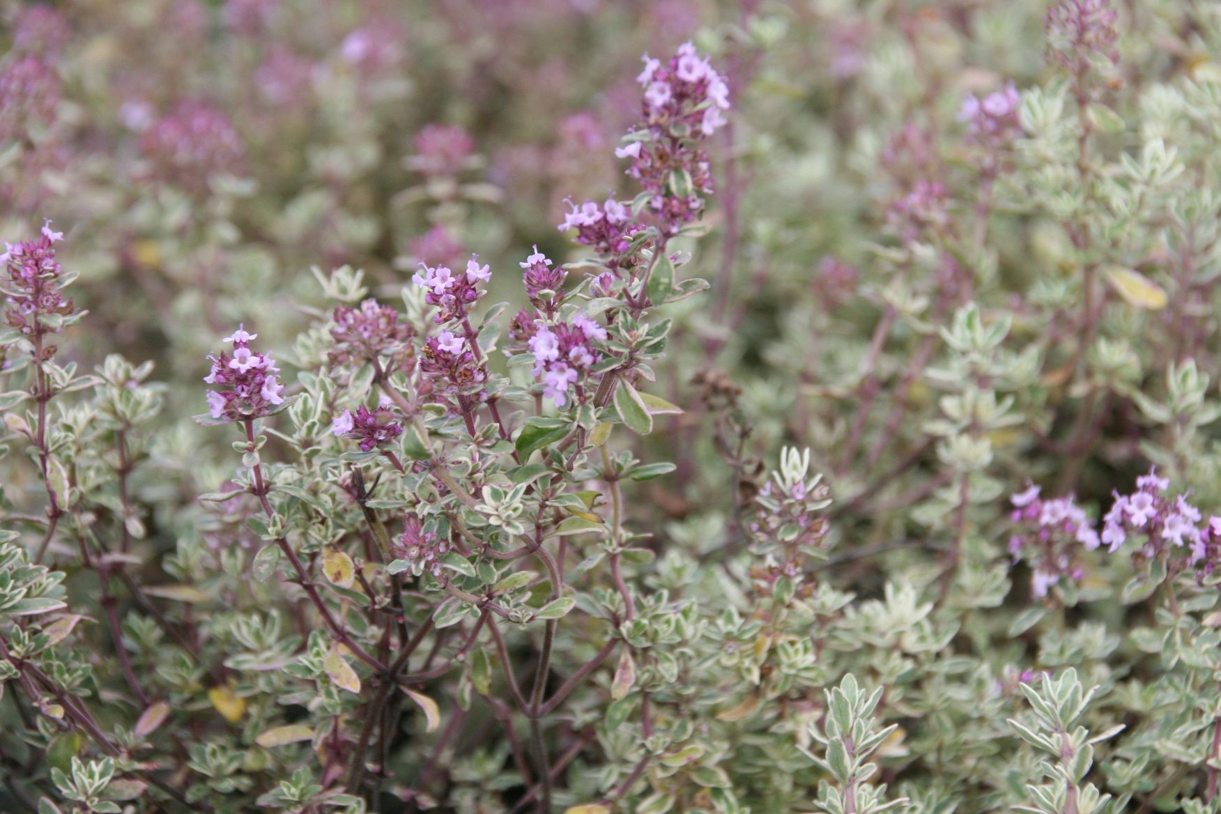 Thymus x citriodorus 'Silver Queen'