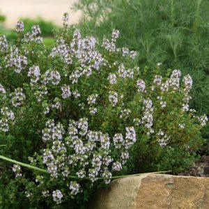 Thymus vulgaris 'Compactus'