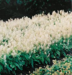 Tiarella cordifolia