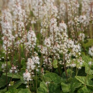 Tiarella wherryi