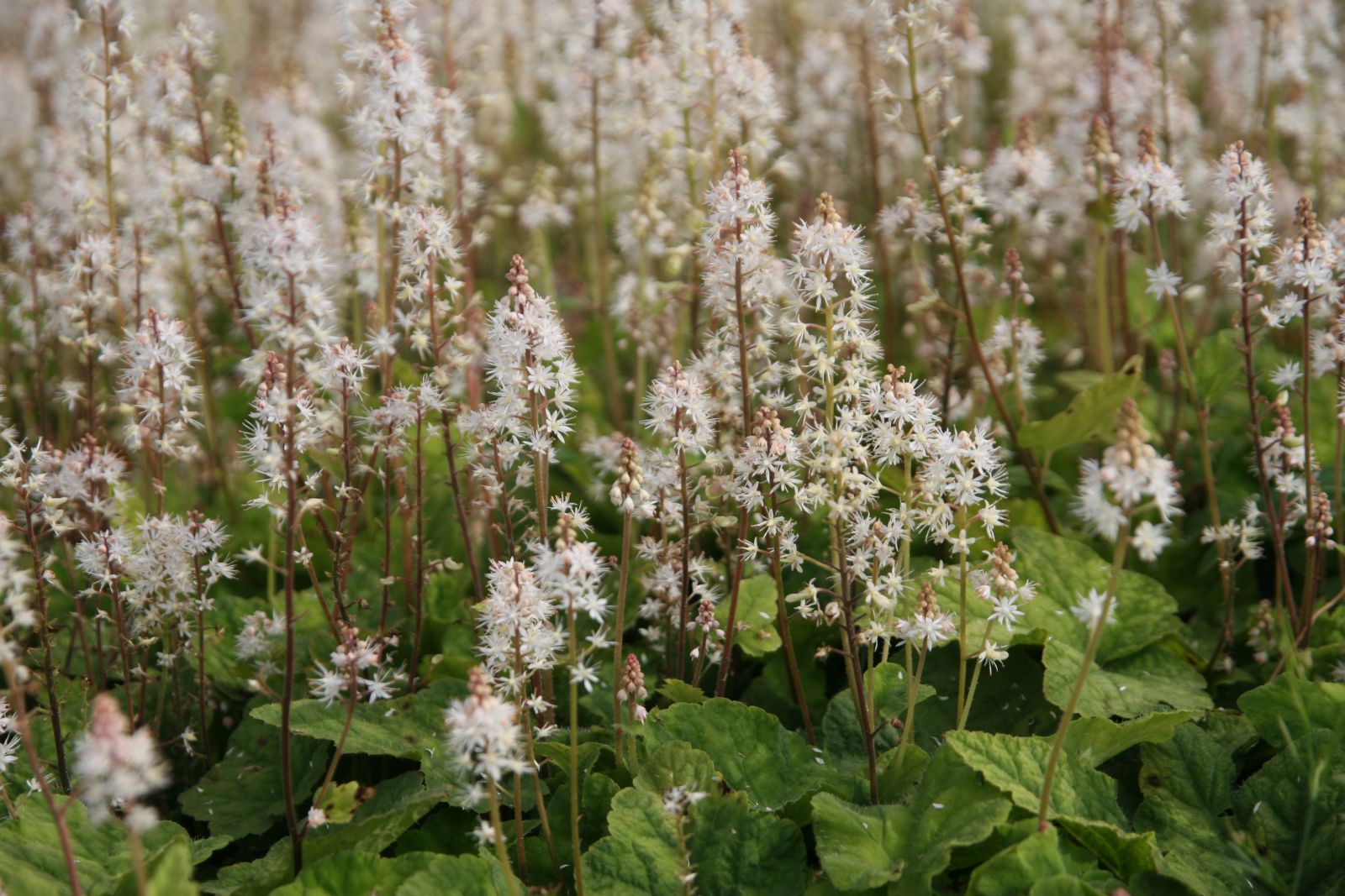 Tiarella wherryi