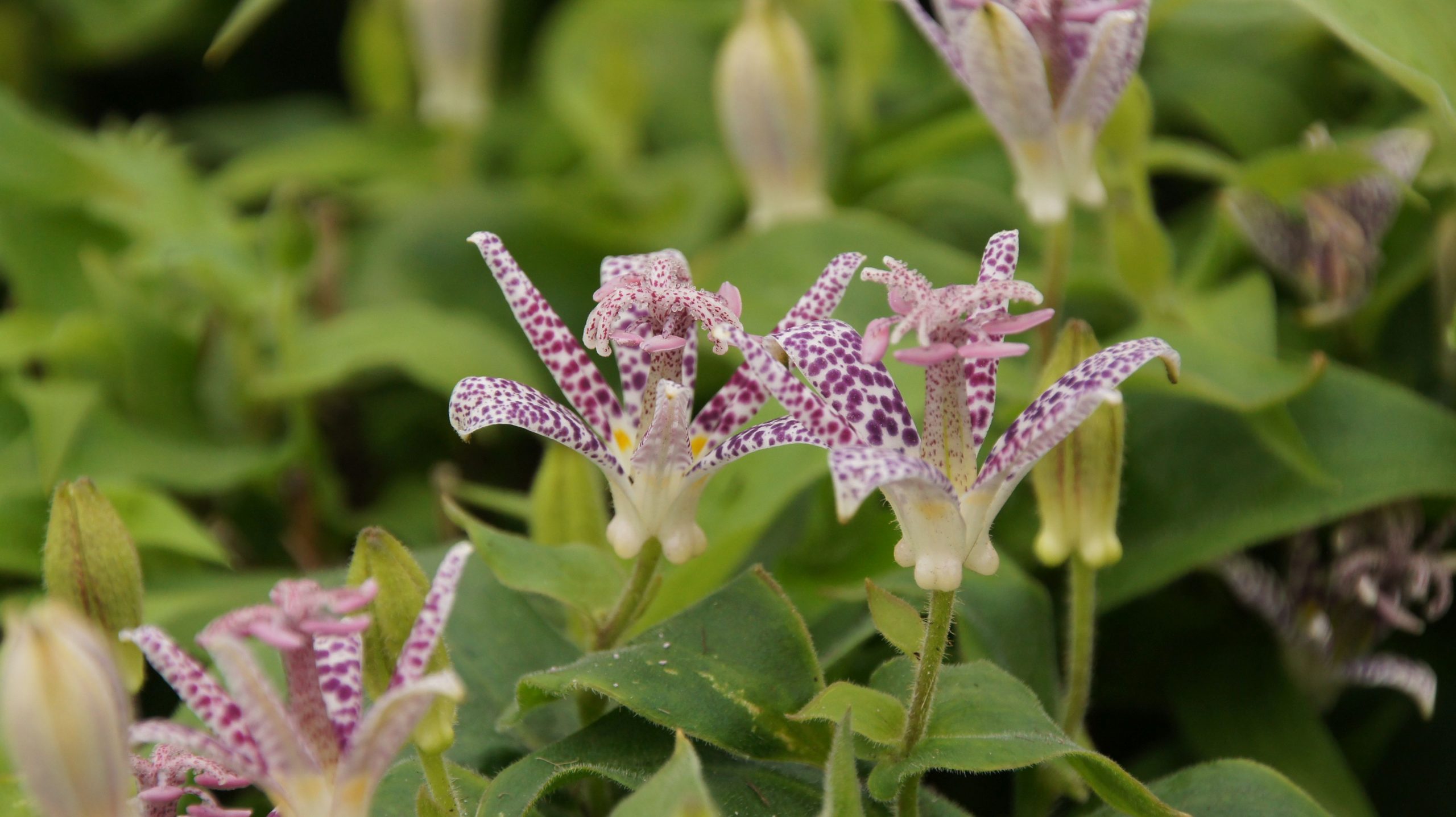 Tricyrtis hirta