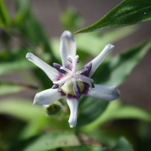 Tricyrtis 'Purple Eye'
