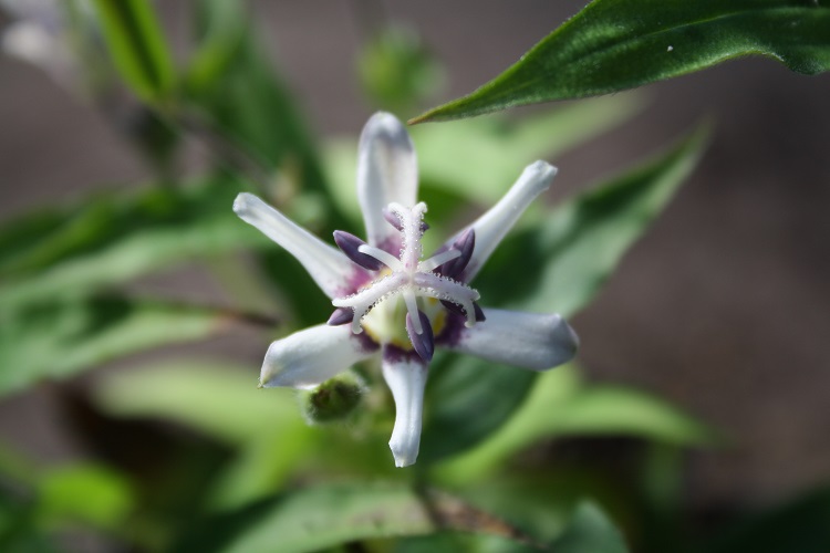 Tricyrtis 'Purple Eye'