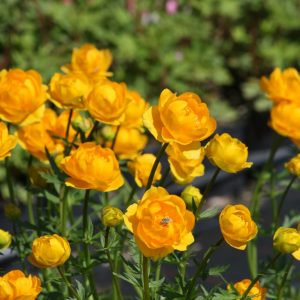 Trollius chinensis 'Golden Queen'