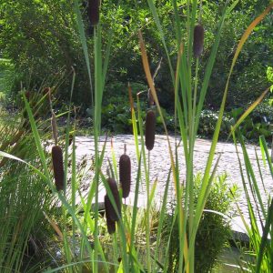 Typha angustifolia