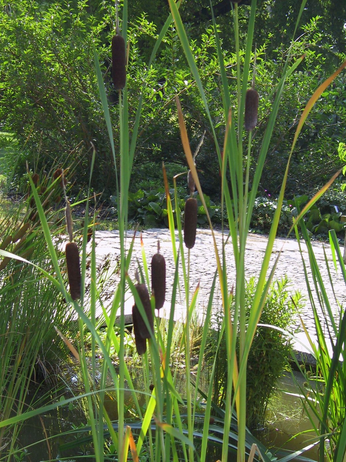 Typha angustifolia