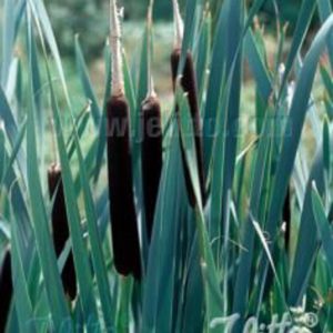 Typha latifolia