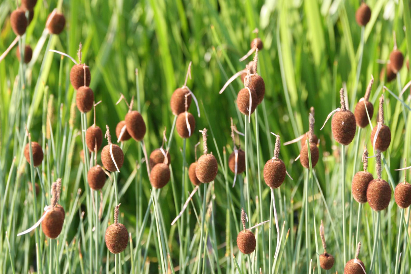 Typha minima