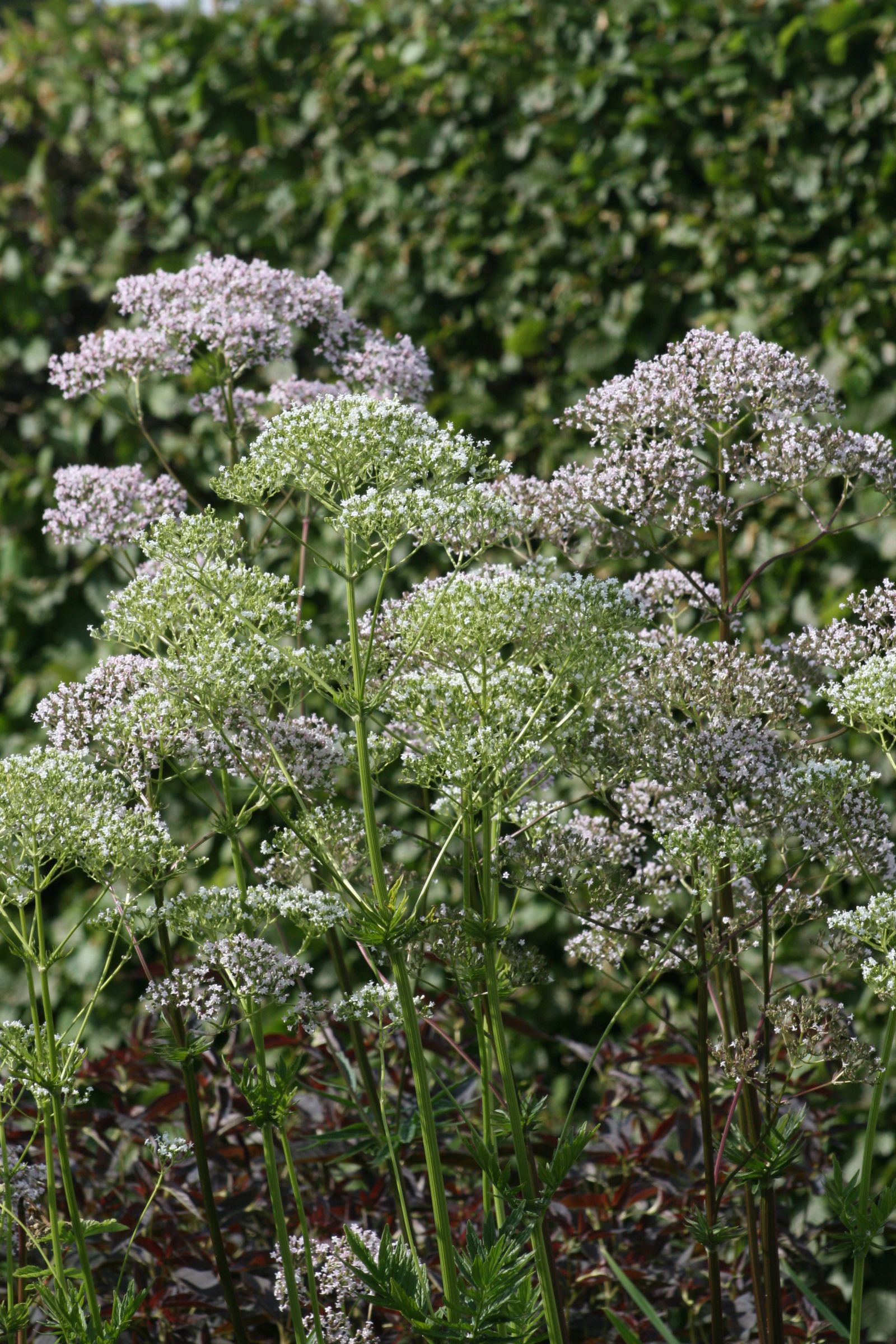Valeriana officinalis