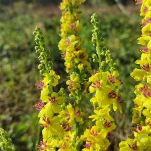 Verbascum nigrum
