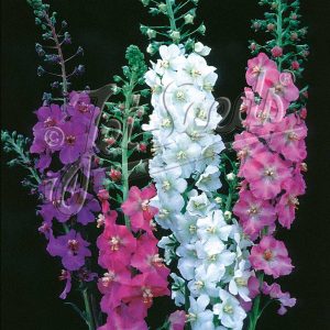 Verbascum phoeniceum