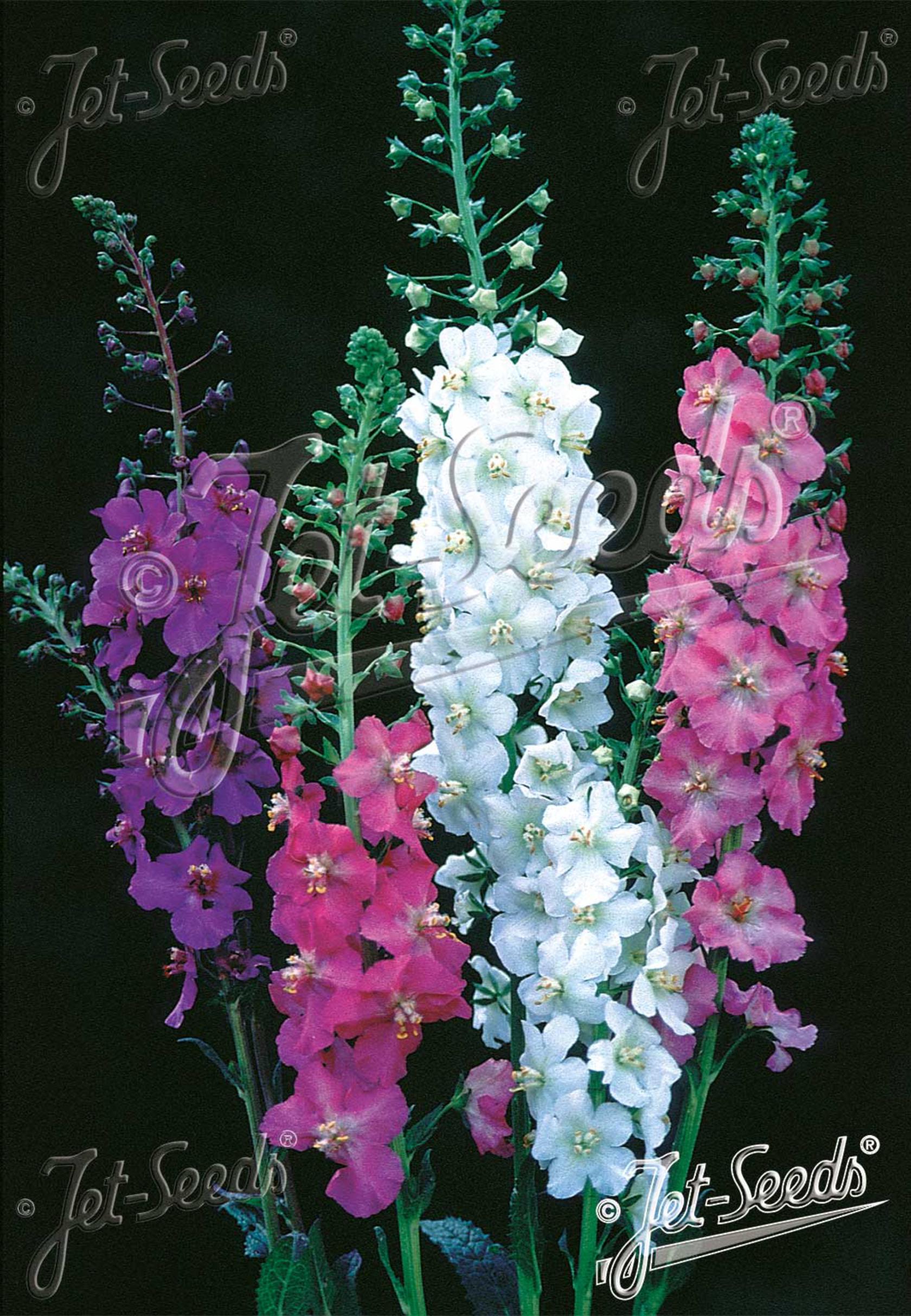 Verbascum phoeniceum